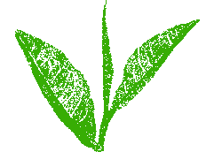 Gr&uuml;ner Tee