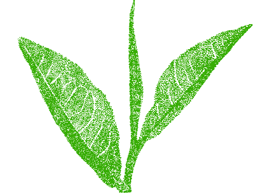 Grüner Tee