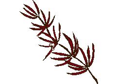 Rooibush und Honigbusch